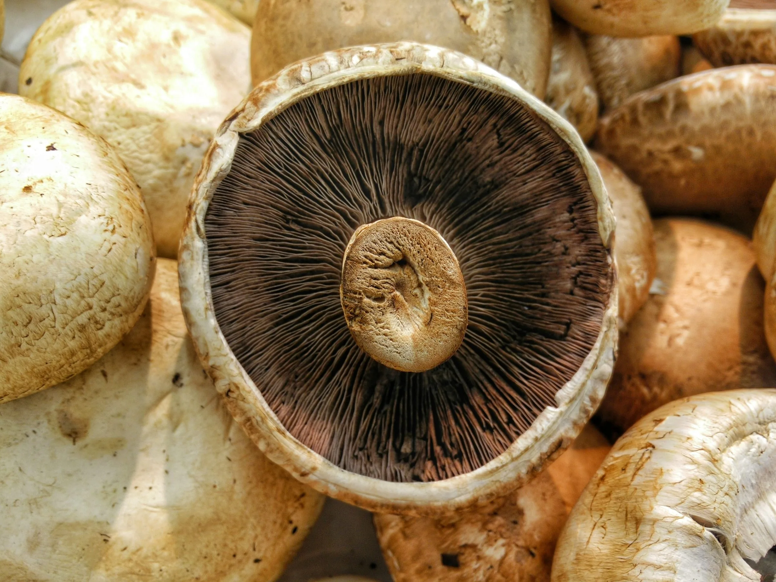 Buy Dry Mushrooms In Bend Oregon